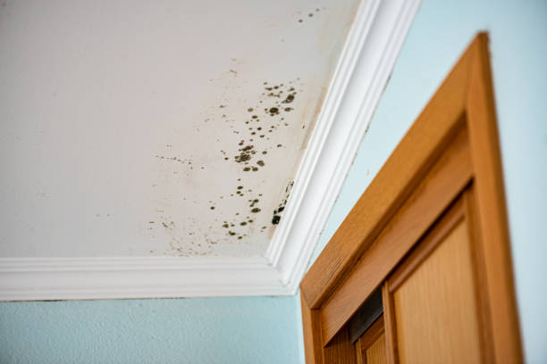 Best Commercial Mold Removal  in Springfield, MO