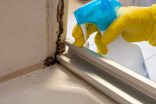 Best Black Mold Removal  in Springfield, MO