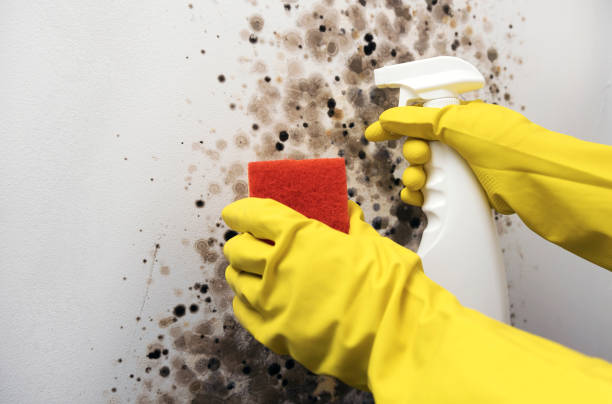 Best Toxic Mold Removal  in Springfield, MO
