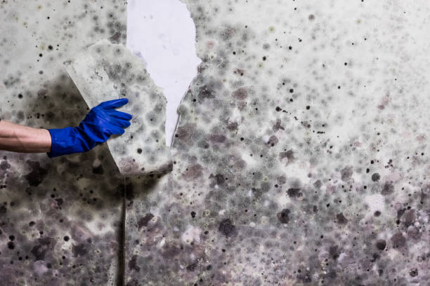 Mold Removal and Inspection in Springfield, MO