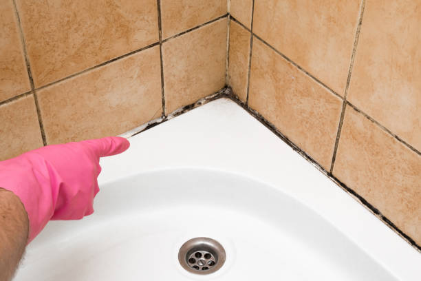 Best Mold Inspection  in Springfield, MO